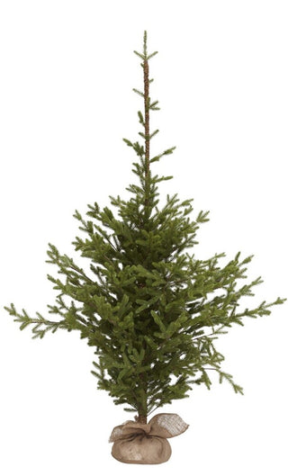 Pine spruce branch 180 cm.