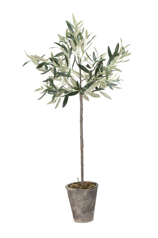 Olive tree Flora olive tree 73 cm.