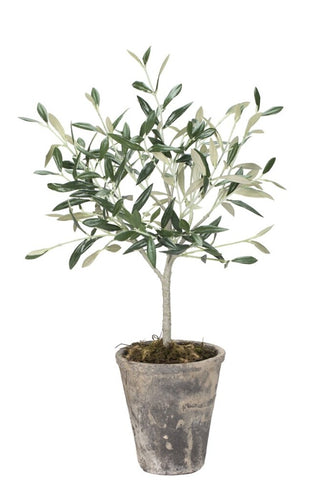 Olive tree Flora olive tree 44 cm.